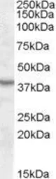 Anti-ASNA1 antibody, Internal used in Western Blot (WB). GTX88779