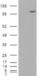 Anti-FAM62A antibody, Internal used in Western Blot (WB). GTX88786