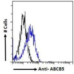 Anti-ABCB5 antibody, Internal used in Flow cytometry (FCM). GTX88894
