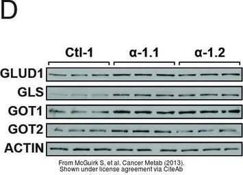 Anti-GOT1 (aa 22-35) antibody, Internal used in Western Blot (WB). GTX88903