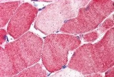 Anti-ARSB antibody, Internal used in IHC (Paraffin sections) (IHC-P). GTX88904