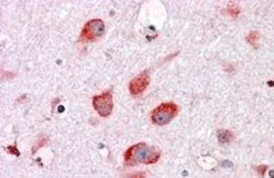 Anti-RPL22 antibody, C-term used in IHC (Paraffin sections) (IHC-P). GTX88916