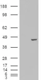 Anti-PCBP4 antibody, C-term used in Western Blot (WB). GTX88982
