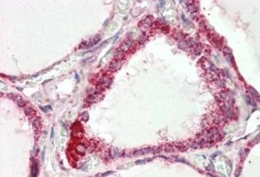 Anti-COX4I1 antibody, C-term used in IHC (Paraffin sections) (IHC-P). GTX88987