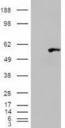 Anti-WIPF1 antibody, C-term used in Western Blot (WB). GTX89003