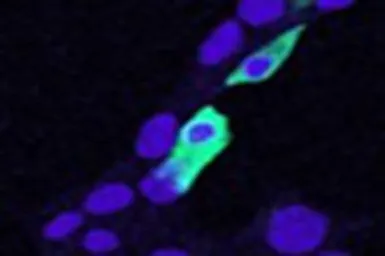 Anti-CLIC4 antibody, N-term used in Immunocytochemistry/ Immunofluorescence (ICC/IF). GTX89013