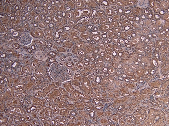 Anti-c-Myb (aa281-294) antibody, Internal used in IHC (Paraffin sections) (IHC-P). GTX89014