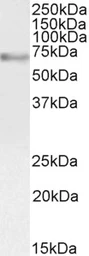 Anti-c-Myb (aa281-294) antibody, Internal used in Western Blot (WB). GTX89014