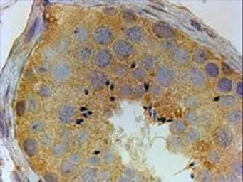 Anti-PIWIL1 antibody, Internal used in IHC (Paraffin sections) (IHC-P). GTX89021