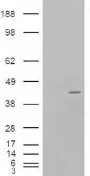 Anti-NCF4 antibody, Internal used in Western Blot (WB). GTX89030