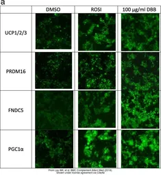 Anti-PGC1 alpha antibody, Internal used in Immunocytochemistry/ Immunofluorescence (ICC/IF). GTX89046