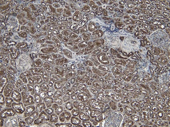 Anti-PGC1 alpha antibody, Internal used in IHC (Paraffin sections) (IHC-P). GTX89046