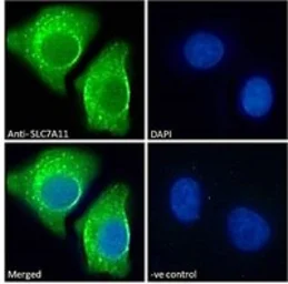 Anti-xCT / SLC7A11 antibody, Internal used in Immunocytochemistry/ Immunofluorescence (ICC/IF). GTX89082