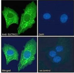Anti-xCT / SLC7A11 antibody, Internal used in Immunocytochemistry/ Immunofluorescence (ICC/IF). GTX89082