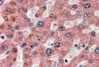 Anti-Apolipoprotein CI antibody, C-term used in IHC (Paraffin sections) (IHC-P). GTX89085