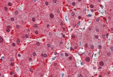 Anti-ASS1 antibody, Internal used in IHC (Paraffin sections) (IHC-P). GTX89088