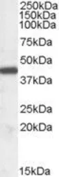 Anti-ILF2 antibody, Internal used in Western Blot (WB). GTX89104