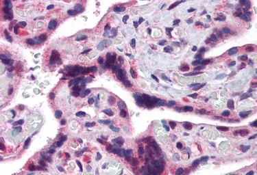 Anti-TRAF2 antibody, C-term used in IHC (Paraffin sections) (IHC-P). GTX89120
