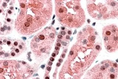 Anti-TRAF2 antibody, C-term used in IHC (Paraffin sections) (IHC-P). GTX89120