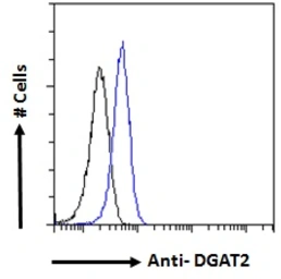 Anti-DGAT2 antibody, Internal used in Flow cytometry (FCM). GTX89134