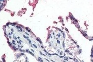 Anti-GPX3 antibody, Internal used in IHC (Paraffin sections) (IHC-P). GTX89142