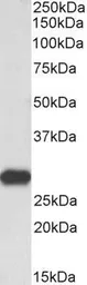Anti-LXN antibody, C-term used in Western Blot (WB). GTX89143
