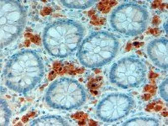 Anti-Apolipoprotein A4 antibody, Internal used in IHC (Paraffin sections) (IHC-P). GTX89166