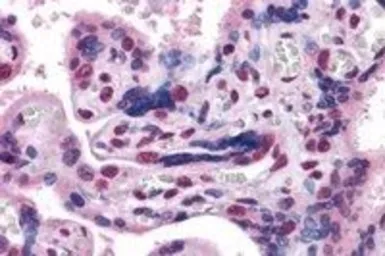 Anti-GBX2 antibody, Internal used in IHC (Paraffin sections) (IHC-P). GTX89212