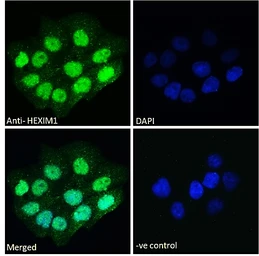 Anti-HEXIM1 antibody, C-term used in Immunocytochemistry/ Immunofluorescence (ICC/IF). GTX89214