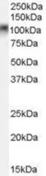 Anti-b-Myb antibody, C-term used in Western Blot (WB). GTX89230