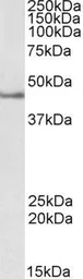 Anti-SEPT1 antibody, Internal used in Western Blot (WB). GTX89243