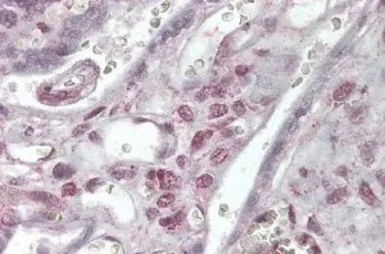 Anti-XLF antibody, C-term used in IHC (Paraffin sections) (IHC-P). GTX89244