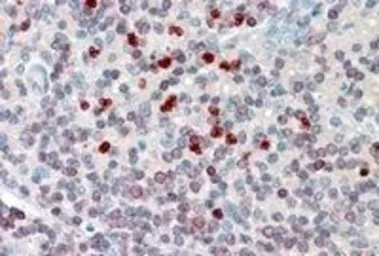 Anti-FLAP antibody, Internal used in IHC (Paraffin sections) (IHC-P). GTX89246