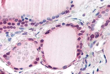 Anti-FBXL3 antibody, N-term used in IHC (Paraffin sections) (IHC-P). GTX89255