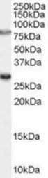Anti-SV2A antibody, Internal used in Western Blot (WB). GTX89263