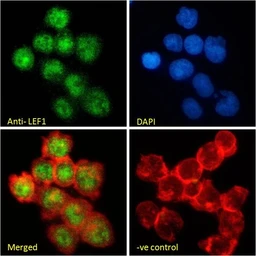 Anti-LEF1 antibody, Internal used in Immunocytochemistry/ Immunofluorescence (ICC/IF). GTX89284