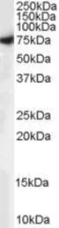 Anti-Munc18-1 antibody, C-term used in Western Blot (WB). GTX89288