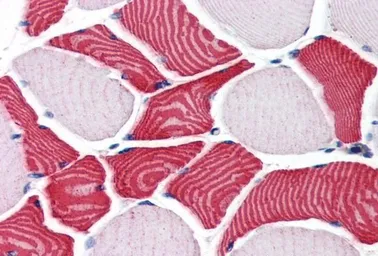 Anti-EBAG9 antibody, C-term used in IHC (Paraffin sections) (IHC-P). GTX89290