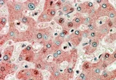 Anti-GRP94 antibody, Internal used in IHC (Paraffin sections) (IHC-P). GTX89299