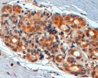 Anti-Wnt3 antibody, Internal used in IHC (Paraffin sections) (IHC-P). GTX89319