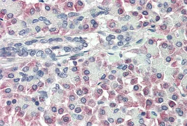 Anti-Prealbumin antibody, Internal used in IHC (Paraffin sections) (IHC-P). GTX89324