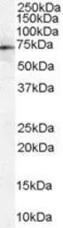 Anti-Moesin antibody, Internal used in Western Blot (WB). GTX89326