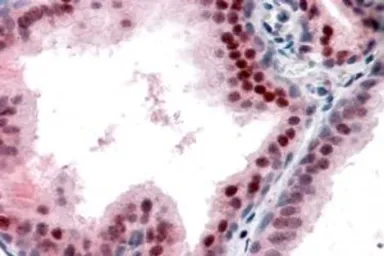 Anti-p27 Kip1 antibody, Internal used in IHC (Paraffin sections) (IHC-P). GTX89392