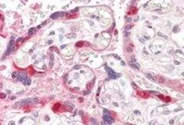 Anti-ARHGEF5 antibody, Internal used in IHC (Paraffin sections) (IHC-P). GTX89412
