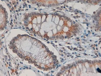 Anti-IDO1 antibody, Internal used in IHC (Paraffin sections) (IHC-P). GTX89419