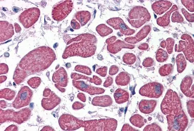 Anti-PDE4D antibody, C-term used in IHC (Paraffin sections) (IHC-P). GTX89423