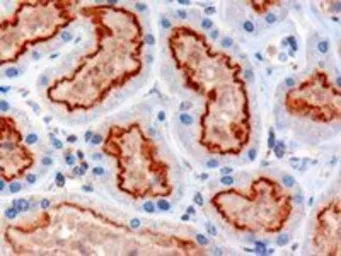 Anti-IFT88 antibody, C-term used in IHC (Paraffin sections) (IHC-P). GTX89425