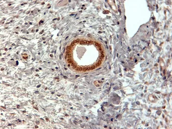 Anti-HP1 alpha antibody, Internal used in IHC (Paraffin sections) (IHC-P). GTX89432