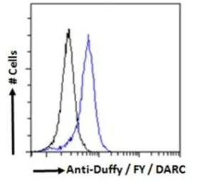 Anti-DARC antibody, N-term used in Flow cytometry (FCM). GTX89467