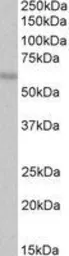 Anti-CREB3L1 antibody, C-term used in Western Blot (WB). GTX89497